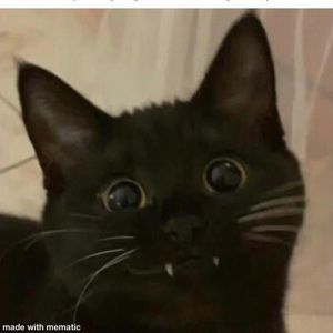 Meet your Posher, Taileigh